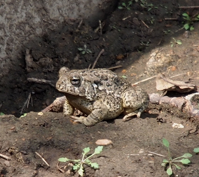 [Large toad with leopard spotted skin with its eyes barely open.]